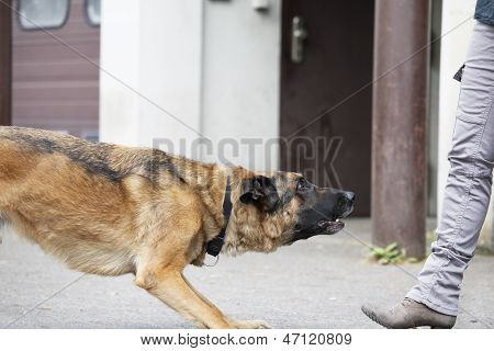 Tysk Shepherd hund venter