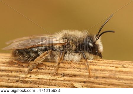 Detailed Natural Closeup On A Male Grey Mining Bee, Andrena Vaga Sitting On A Twig