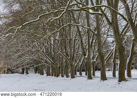 Winter Landscape With Snow. Snow-covered Sycamore Alley. Straznice - Czech Republic
