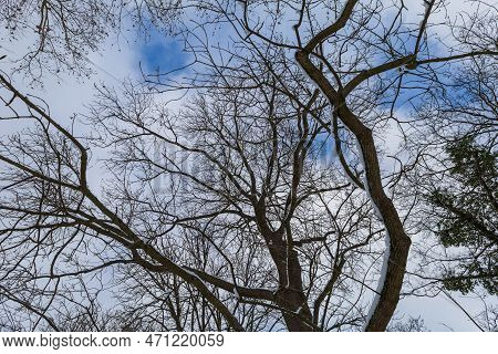 Winter Landscape With Snow. Beautiful Park With Trees - Straznice - Czech Republic