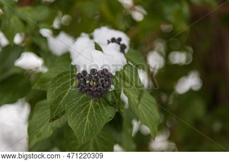 Winter Landscape With Snow. Beautiful Park With Trees