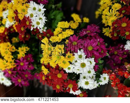 Chrysanthemum, Commonly Known As Chrysanthemum, Is A Botanical Genus Belonging To The Asteraceae Fam
