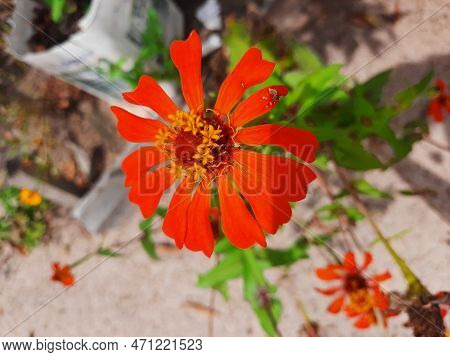 Verbena - Glandularia Tenera Is A Herbaceous Plant, Belongs To The Verbenaceae Family, Native To The