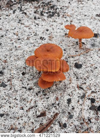 Wild Mushrooms Growing In The Wild, May Or May Not Be Edible Or Dangerous. They Are Very Beautiful, 
