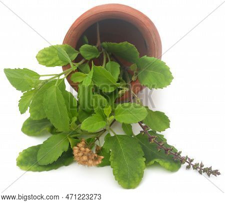 Medicinal Tulsi Leaves Nature On Wooden Surface