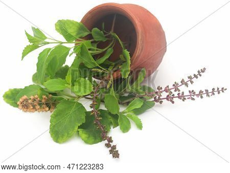 Medicinal Tulsi Leaves Nature Over White Background