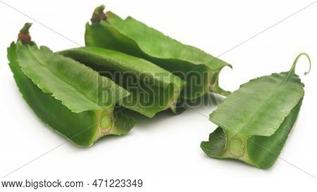 Winged Bean Fresh And Organic Over White Background