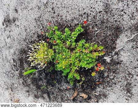 Beautiful Wildflower Blooming All Year Round Your Name Is Eleven O\\\'clock Flower