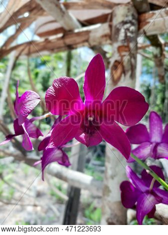 Beautiful Flowers, Species Of Orchids, Exotic And Unusual Flowers, Of Unique Beauty