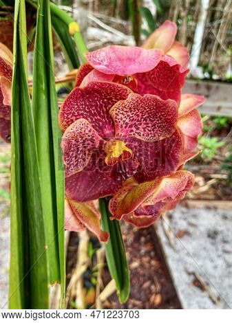 Beautiful Flowers, Species Of Orchids, Exotic And Unusual Flowers, Of Unique Beauty