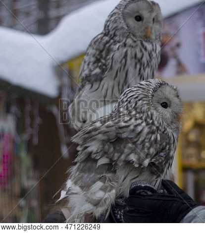 Owls Are Used As Models. They Are Photographed Together With People. Children Especially Like To Be 