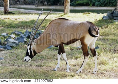Gemsbok Or South African Oryx (oryx Gazella) Is A Large Antelope In The Genus Oryx