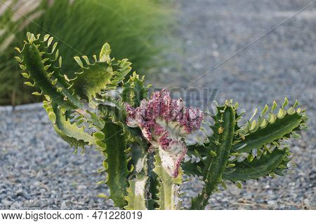 Cactus Is A Member Of The Plant Family Cactaceae,with Flower
