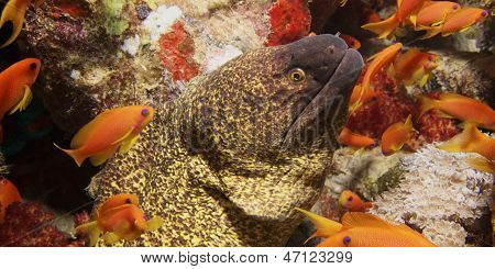 Moray 장 어