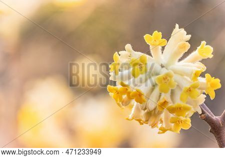 Close-up On Yellow Oriental Paperbush Mitsumata Flower In Bloom With Bokeh Background.
