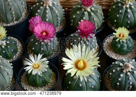 Blooming Astrophytun Asterias With Yellowand Pink Flowers.