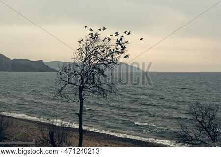 Silhouette Of Lonely Tree With Flying Birds By The Black Sea. Crimea