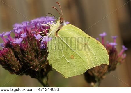 Natural , Colorful Closeup Of The Common Brimstone Buterfly, Gonepteryx Rhamni, On A Purple Flower