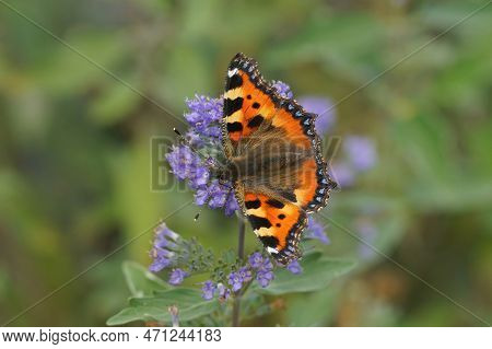 Natural Closeup On A Colorful Fresh Emerged Small Tortoiseshell Butterfly, Aglais Urticae, Sipping N