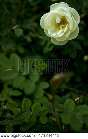 White Roseship Flower On A Dark Green Background. Card With Space For Text. High Quality Photo