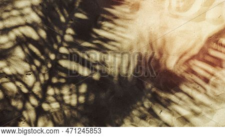 A Image Of Leaf Shadow Desktop Wallpaper, Hd Image