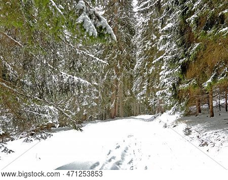 Alpine Forest Trails In A Typical Winter Environment And After The Winter Snowfall Above The Tourist