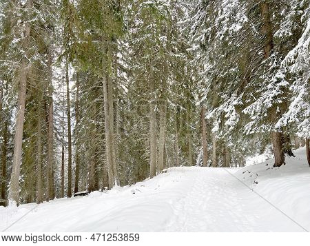 Alpine Forest Trails In A Typical Winter Environment And After The Winter Snowfall Above The Tourist