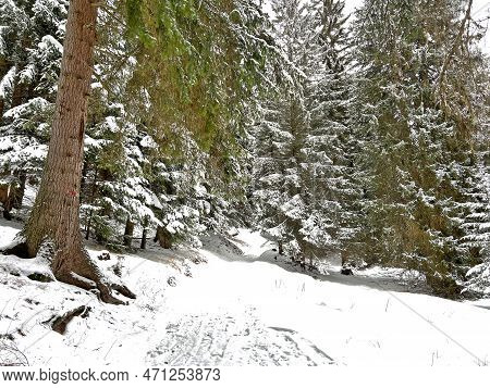 Alpine Forest Trails In A Typical Winter Environment And After The Winter Snowfall Above The Tourist