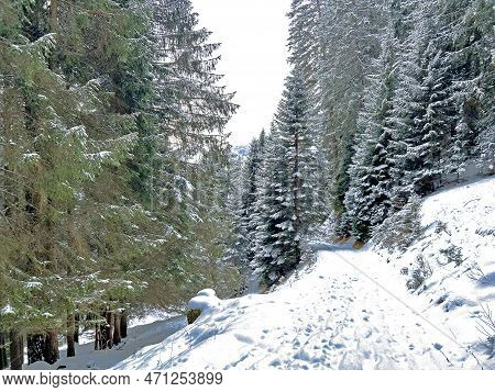 Alpine Forest Trails In A Typical Winter Environment And After The Winter Snowfall Above The Tourist