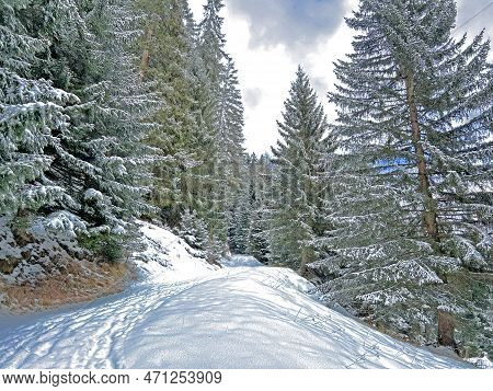 Alpine Forest Trails In A Typical Winter Environment And After The Winter Snowfall Above The Tourist