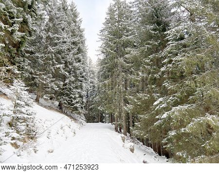 Alpine Forest Trails In A Typical Winter Environment And After The Winter Snowfall Above The Tourist
