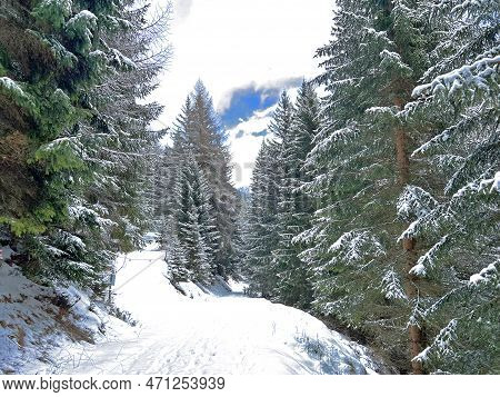Alpine Forest Trails In A Typical Winter Environment And After The Winter Snowfall Above The Tourist