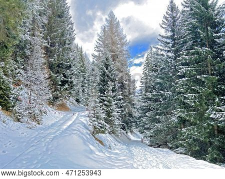Alpine Forest Trails In A Typical Winter Environment And After The Winter Snowfall Above The Tourist