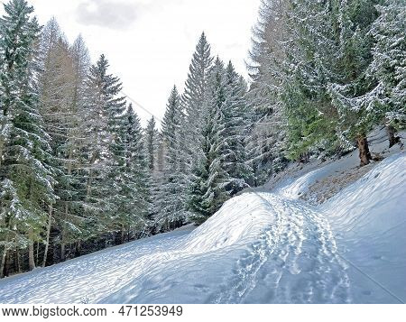Alpine Forest Trails In A Typical Winter Environment And After The Winter Snowfall Above The Tourist