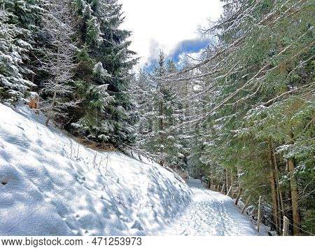 Alpine Forest Trails In A Typical Winter Environment And After The Winter Snowfall Above The Tourist