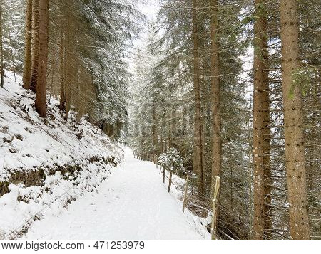 Alpine Forest Trails In A Typical Winter Environment And After The Winter Snowfall Above The Tourist