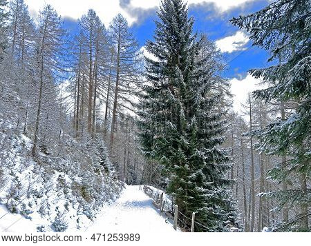 Alpine Forest Trails In A Typical Winter Environment And After The Winter Snowfall Above The Tourist