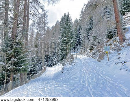 Alpine Forest Trails In A Typical Winter Environment And After The Winter Snowfall Above The Tourist