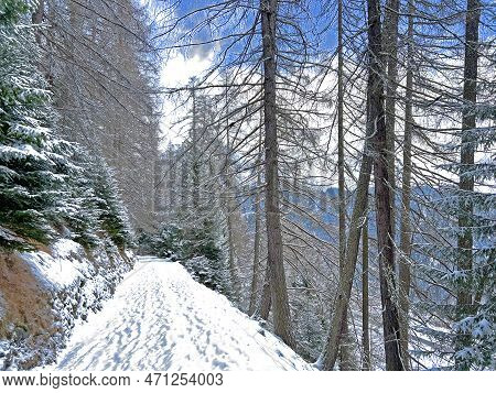 Alpine Forest Trails In A Typical Winter Environment And After The Winter Snowfall Above The Tourist