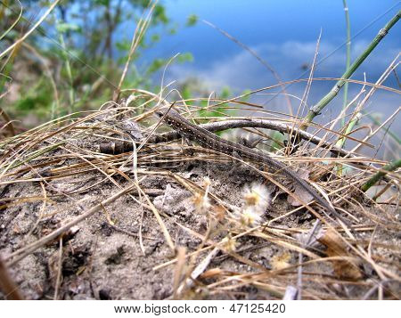 The Grey Lizard Near The River