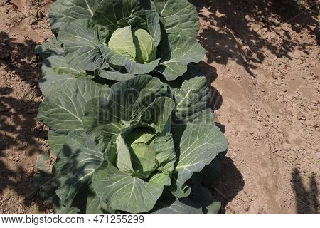 Green Colored Healthy Fresh Cabbage On Farm For Harvest Are Cash Crops