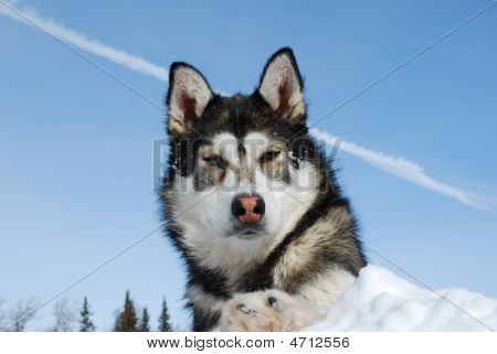 Siberian Husky Sky
