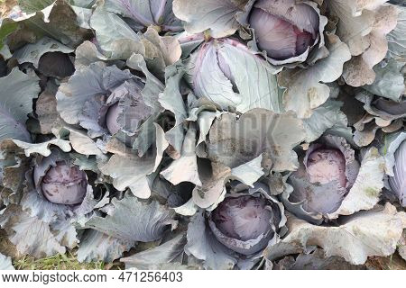Cabbage On Farm For Harvest This Is Cash Crops