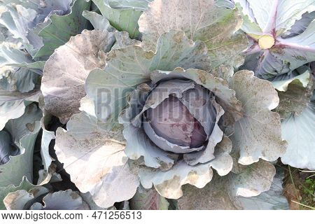 Green Colored Healthy Fresh Cabbage On Farm For Harvest Are Cash Crops
