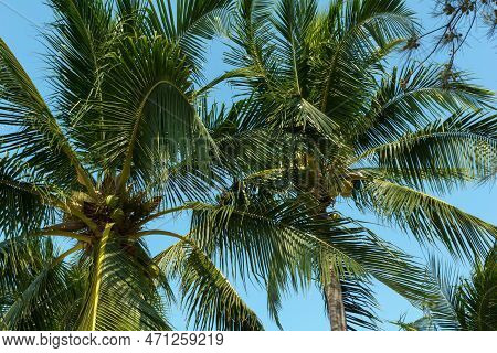 Coconut Palms Bottom View. Green Palm Against The Blue Sky. View Of Palm Trees Against The Sky. Palm