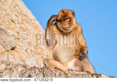 The Barbary Macaque (macaca Sylvanus), Also Known As Barbary Ape. Gibraltar Rock