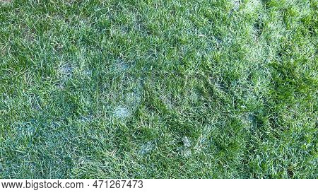 Closeup Of A Green Lawn Freshly Cut And Re-seeded In Summer.