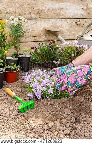 Spring Garden Decoration With Flowers, Man Gardener Planting Phlox In The Ground Near The House, Hom