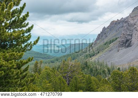 Scenic View From Sunlit Coniferous Trees To Forest Valley And Sharp Rocky Mountain Range In Low Clou
