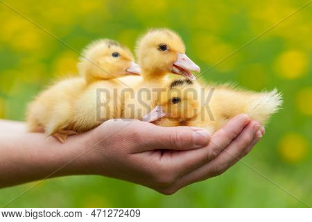 Three Yellow Ducklings In The Hands, A Newborn Poultry.